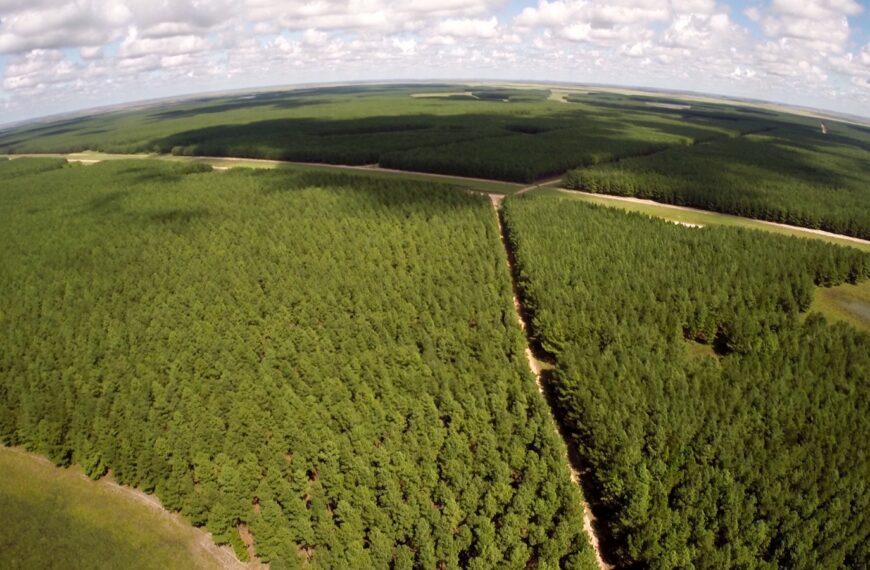 El rol de las Plantaciones Forestales como sistema de almacenamiento de Dióxido de carbono